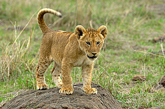 狮子,幼兽,站立,石头,马赛马拉,肯尼亚,非洲