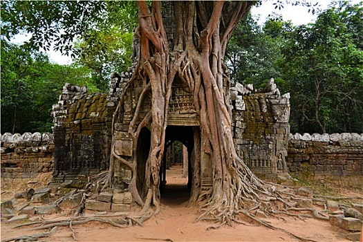 古老,吴哥,庙宇,繁茂,树,柬埔寨
