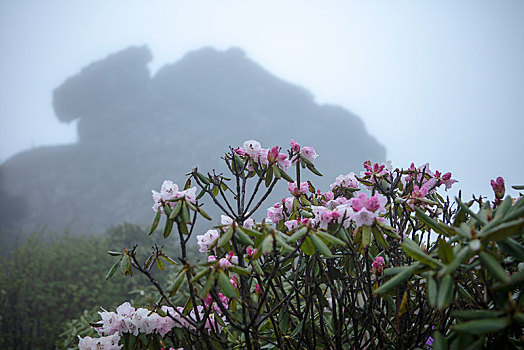 神农架,高山杜鹃,杜鹃花,野生,植物,耐寒,漂亮