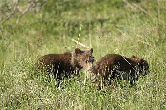 两个,棕熊,幼兽,一半,苔原,德纳里峰国家公园,阿拉斯加,美国