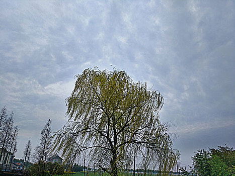 柳树,乡村田野