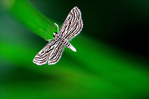 蝴蝶,达卡,孟加拉,八月,2008年