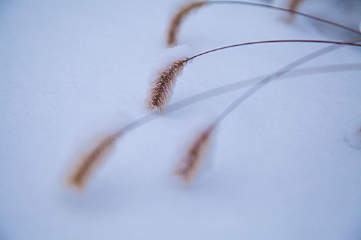 秋色点雪