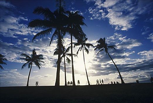 剪影,棕榈树,夏威夷,美国