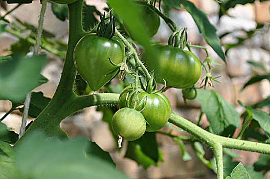 青蕃茄,温室