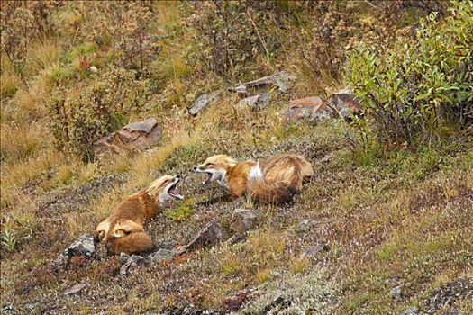 两个,狐狸,靠近,上面,多彩,德纳里峰国家公园,互动,室内,阿拉斯加,秋天