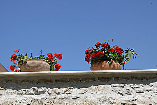 花,罗希姆诺,克里特岛,希腊,欧洲