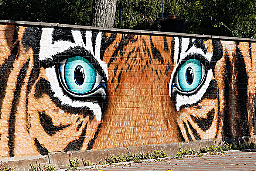 威胁,虎,涂鸦,墙壁,动物园,北莱茵威斯特伐利亚,德国,欧洲