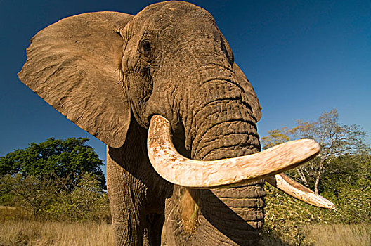 非洲象,大象,保护区,南非,非洲