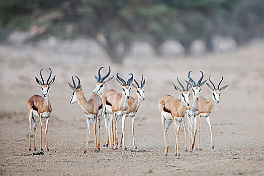 跳羚,群,卡拉哈迪,国家公园,北开普,省,南非,非洲