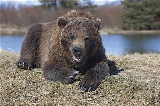 大灰熊,狰狞,阿拉斯加野生动物保护中心,春天,俘获