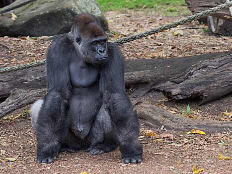 机智,雌性,猩猩,悉尼,二月,大,深色头发,城市,动物园,澳大利亚