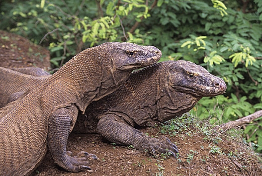 印度尼西亚,科莫多岛,科莫多巨蜥,巨蜥,特写