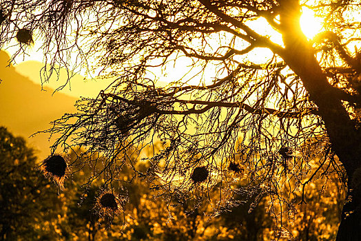 鸟窝,文鸟科,日落,纳米比亚,非洲