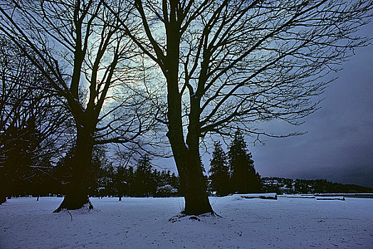 树,冬天,黄昏,温哥华,不列颠哥伦比亚省,加拿大