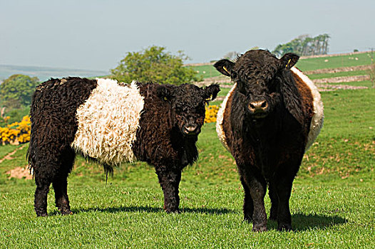 家牛,苏格兰马,年轻,站立,草场,北约克郡,英格兰,欧洲