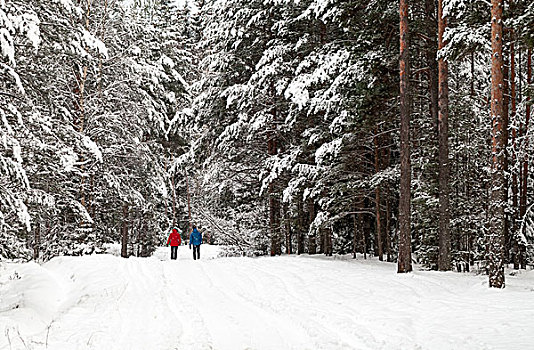 两个人,走,冬天,雪,树林