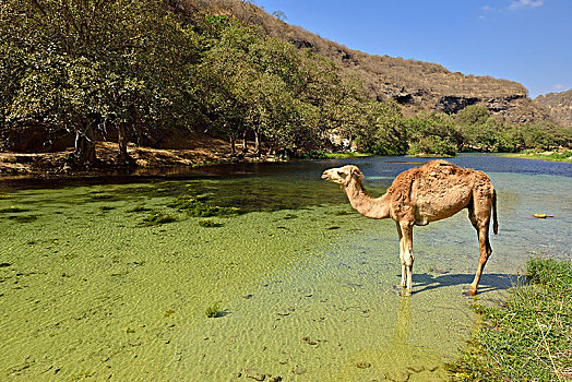 阿拉伯骆驼,单峰骆驼,站立,河,旱谷,佐法尔,阿曼,阿拉伯,亚洲
