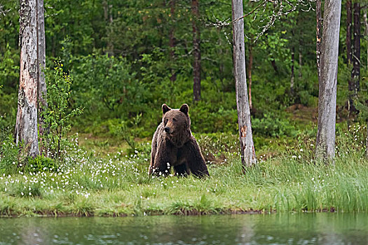 棕熊,水,芬兰,针叶林带,北方,卡瑞里亚,欧洲