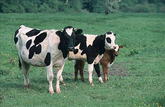 母牛,幼兽,草场,北莱茵威斯特伐利亚,德国