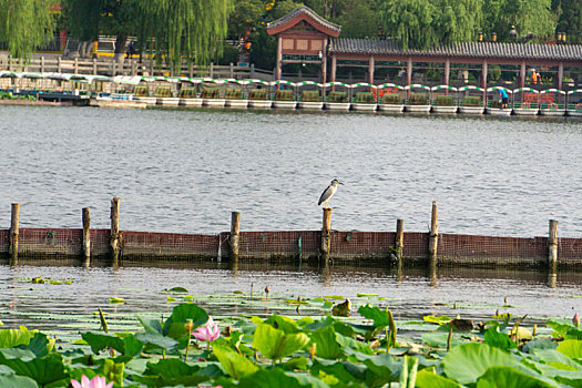 济南大明湖荷花