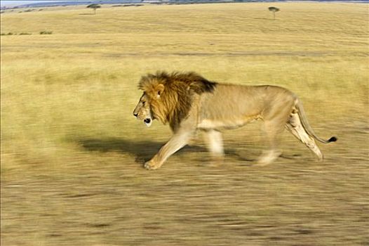 非洲狮,狮子,草,马赛马拉国家保护区,肯尼亚