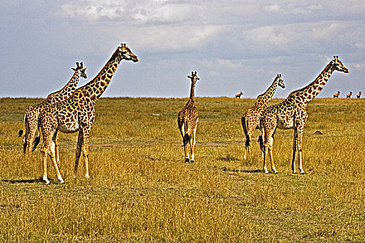 长颈鹿,漫游,马赛马拉,肯尼亚