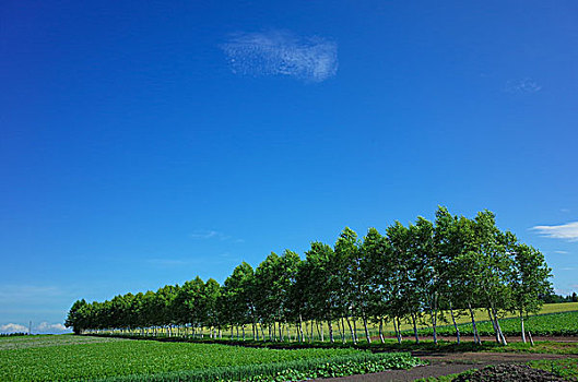 北海道,夏天