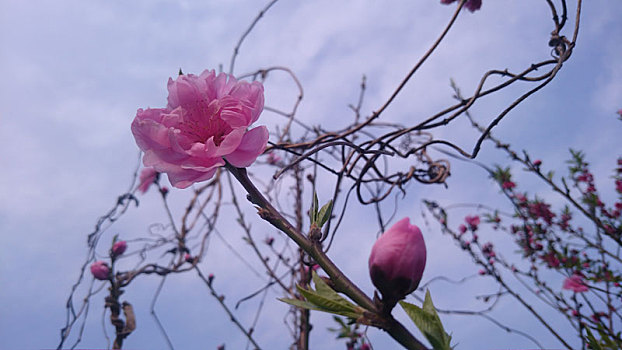 桃花和天空
