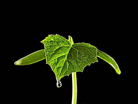 水,滴下,植物