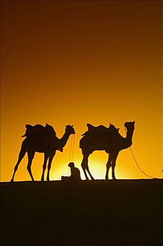 线条,骆驼,上升,沙丘,塔尔沙漠,靠近,斋沙默尔,拉贾斯坦邦,印度