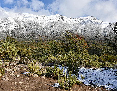 第一,雪,纳韦尔瓦皮,国家公园,里奥内格罗省,巴塔哥尼亚,阿根廷,南美
