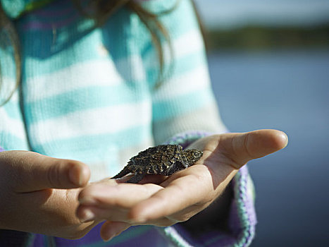 女孩,抱孩子,鳄龟,阿尔冈金公园,安大略省,加拿大