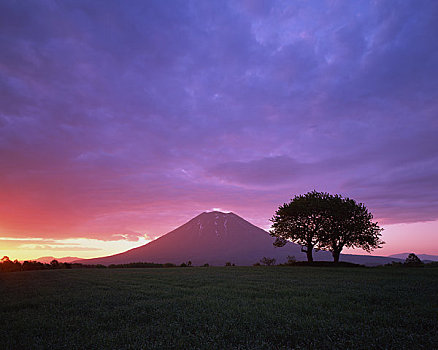 树,山