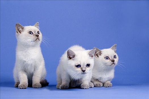 三个,英国短毛猫,小猫