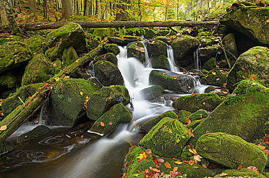 河流,流动,苔藓密布,石头,秋天,巴伐利亚森林国家公园,巴伐利亚,德国,欧洲