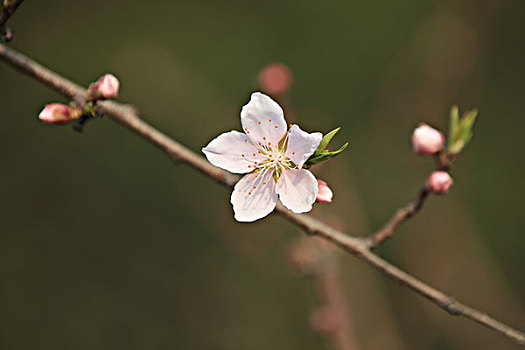 桃花,自然