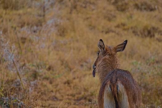 非洲肯尼亚纳库鲁国家公园水羚