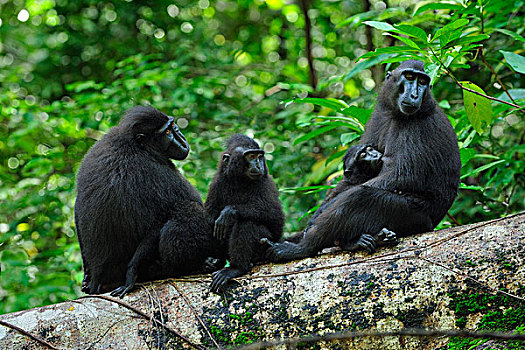 黑色,短尾猿,弥猴属,女性,幼兽,北方,苏拉威西岛,印度尼西亚