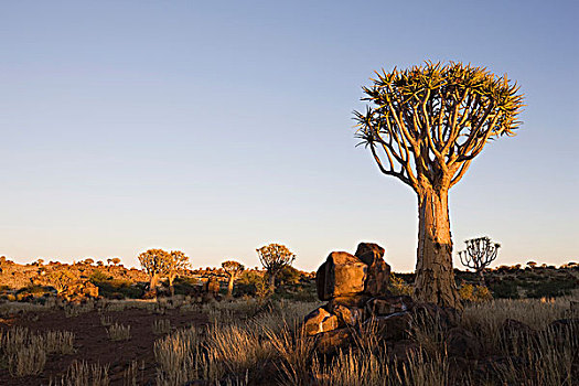 抖树,箭筒树,二歧芦荟,纳米比亚,非洲