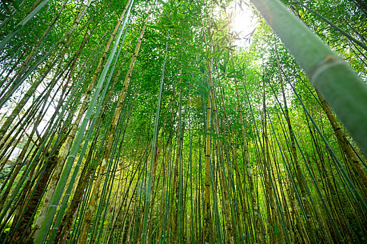 台湾宜兰县森林高山湖泊明池,游乐区内的竹林