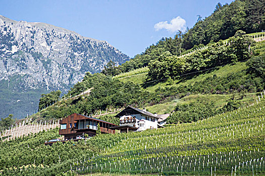 阿尔卑斯山葡萄园