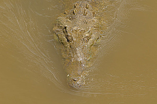 美洲鳄,鳄鱼,鳄属,里奥格兰德,蓬塔雷纳斯省,哥斯达黎加,北美