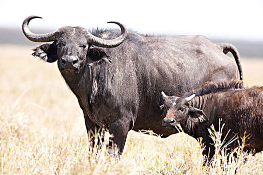南非水牛,幼兽