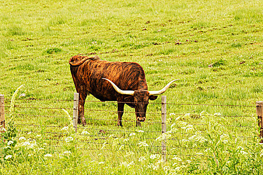 长角牛,放牧,绿色,草场