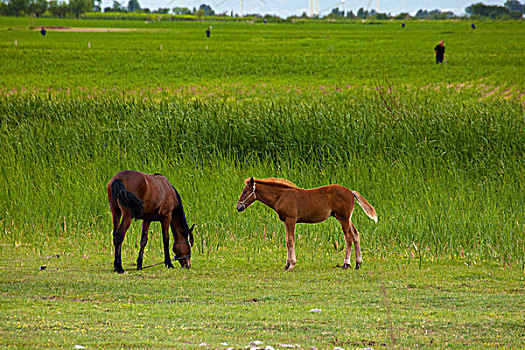 草原上放养的马匹