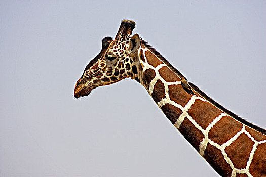 网纹长颈鹿,长颈鹿,鸟,颈部,红嘴牛椋鸟,公园,肯尼亚