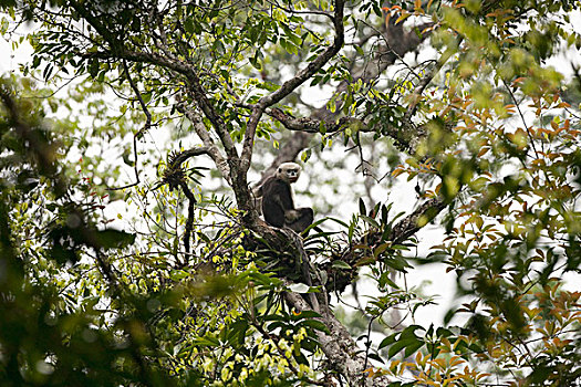 猴子,树上,越南