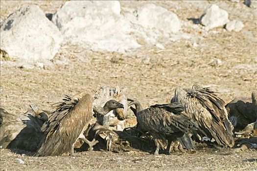 南非兀鹫,动物,尸体,干枯河床,河,博茨瓦纳,非洲