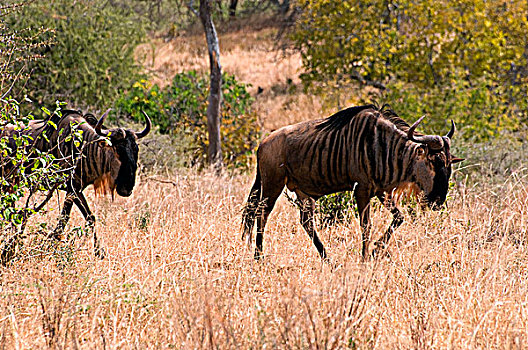 两个,非洲,角马,走,土地,塔兰吉雷国家公园,坦桑尼亚